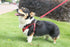 Reflective Leash and Harnesses for Cats Puppies